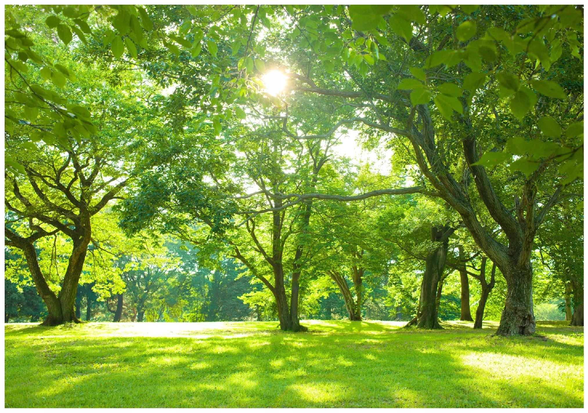 Forest wall mural Sun trees nature meadow for living room bedroom wallpaper