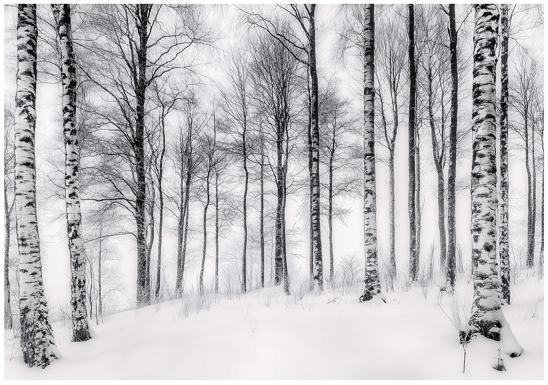 3D wall mural birch forest trees nature for bedroom living room wall