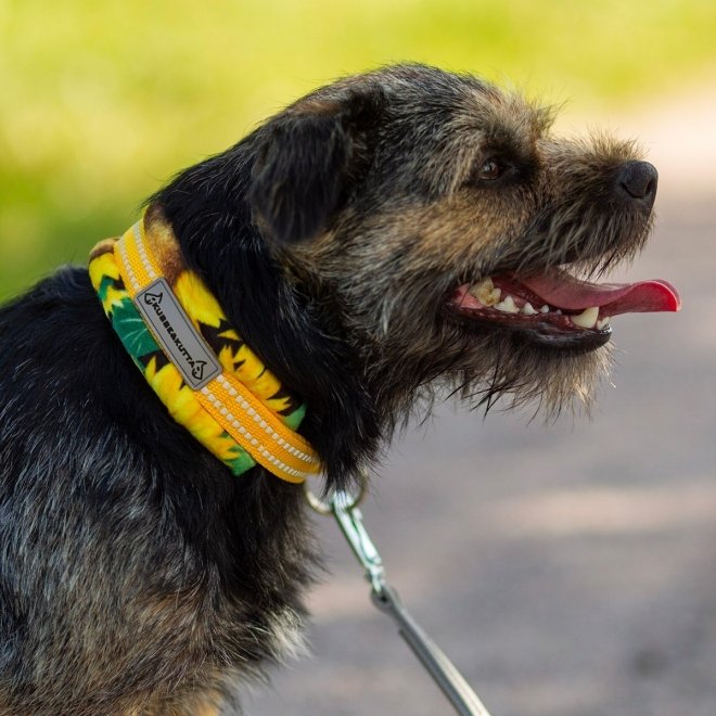 Kusse&Kutta Hundehalsbånd Solsikke