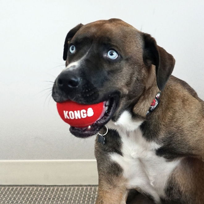 KONG Signature Baller S 3-pk