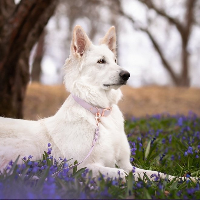 Tyylivoitto Classy Hundehalsbånd, Lilla
