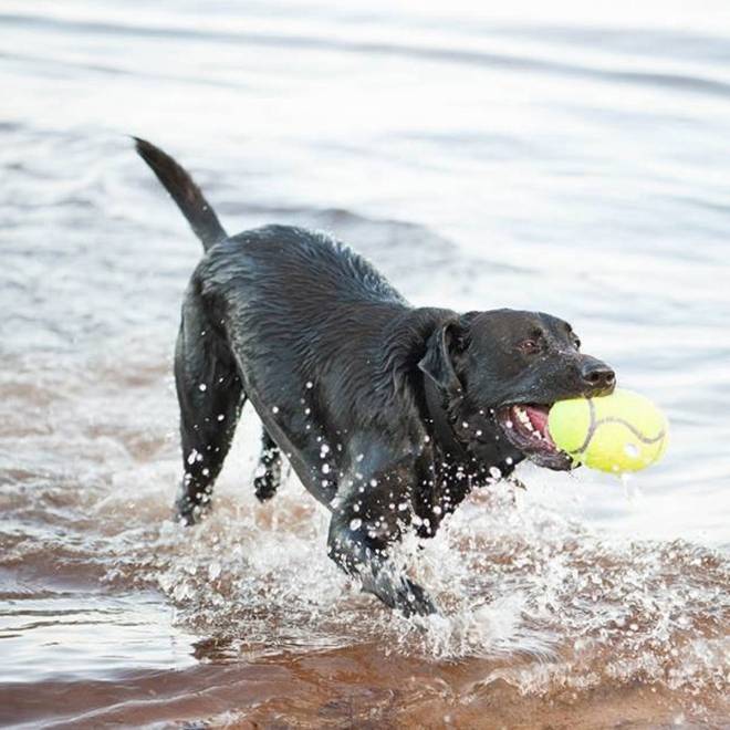 KONG AirDog Squeaker Fotball