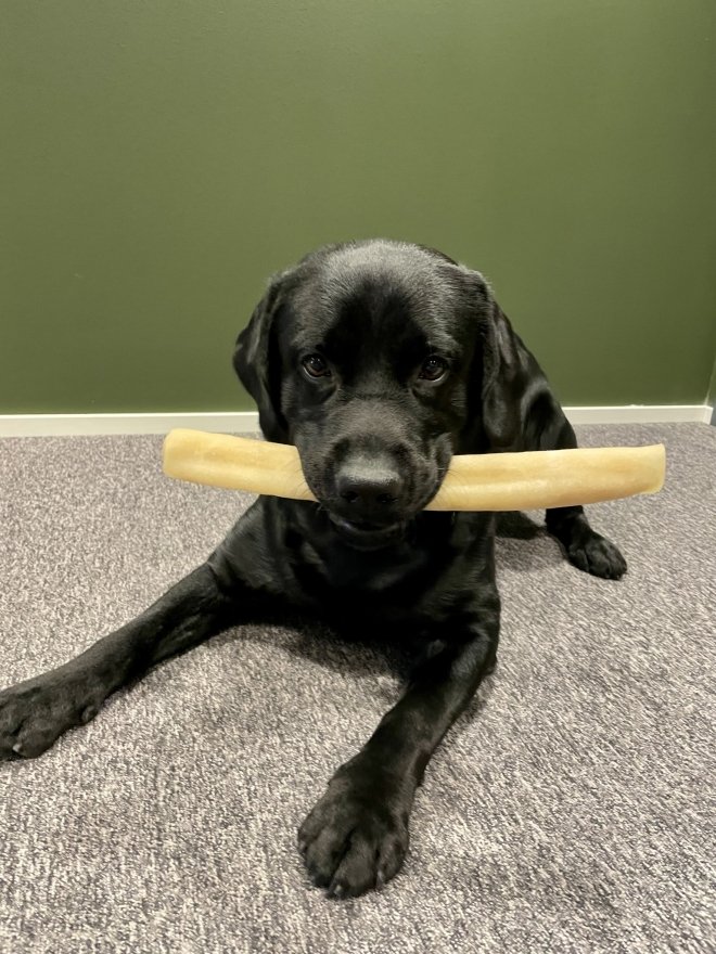 POCCA European Beef Rawhide Tyggerull 37 cm