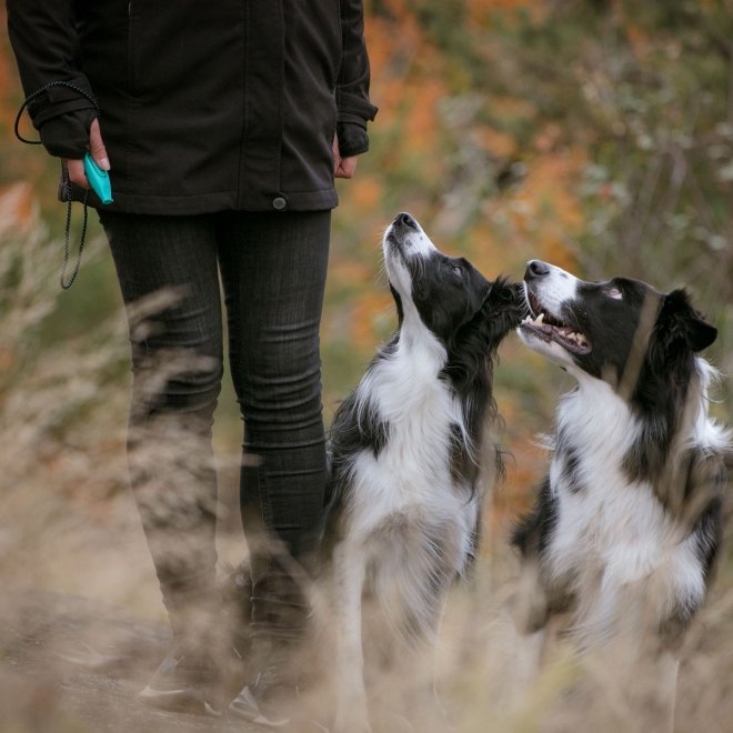 Pro Dog Whizzclick hundefløyte med klikker