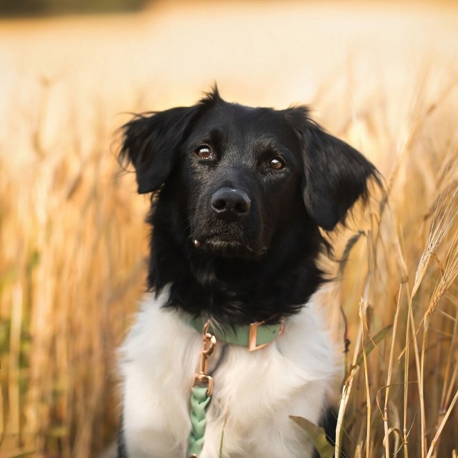 Tyylivoitto Classy Hundehalsbånd, Mint