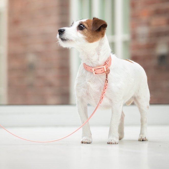 Tyylivoitto Classy Hundehalsbånd Liten Modell, Fersken