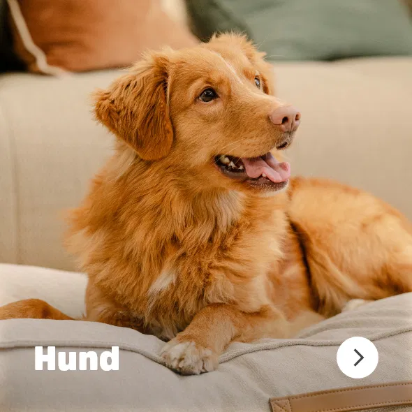 Hund