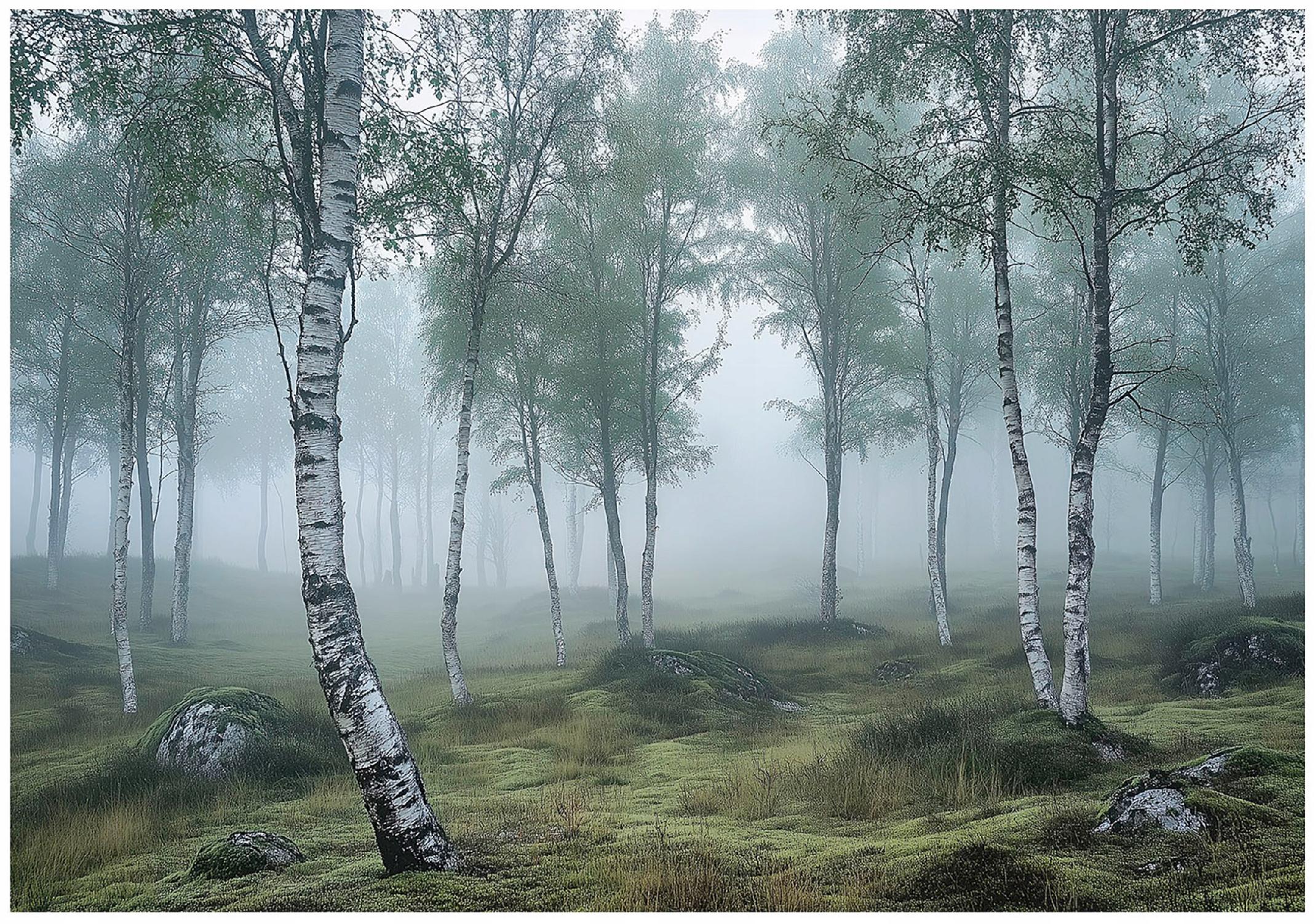 3D birch forest wall mural with mist for bedroom or living room wall,
