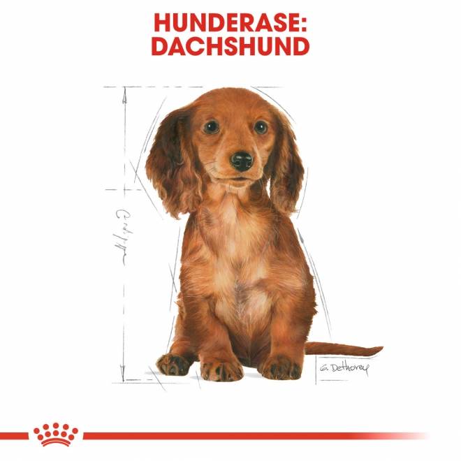 Royal Canin Dachshund Puppy tørrfôr til valp 1,5kg