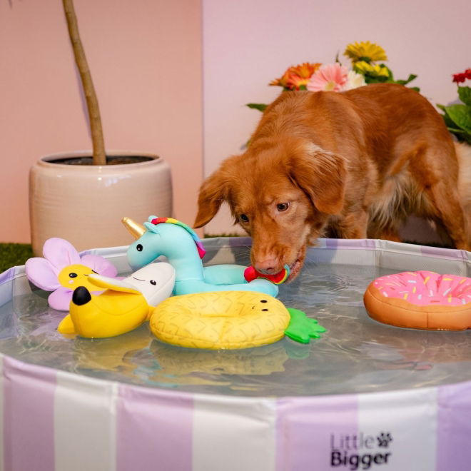 Little&Bigger HotSummer Hundebasseng stripete Lilla 80 cm