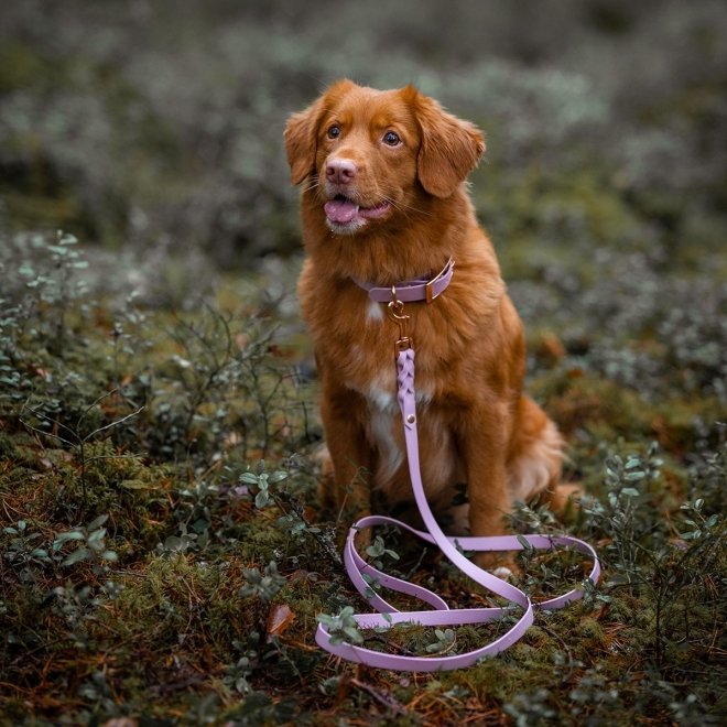 Tyylivoitto Classy Hundehalsbånd, Lilla