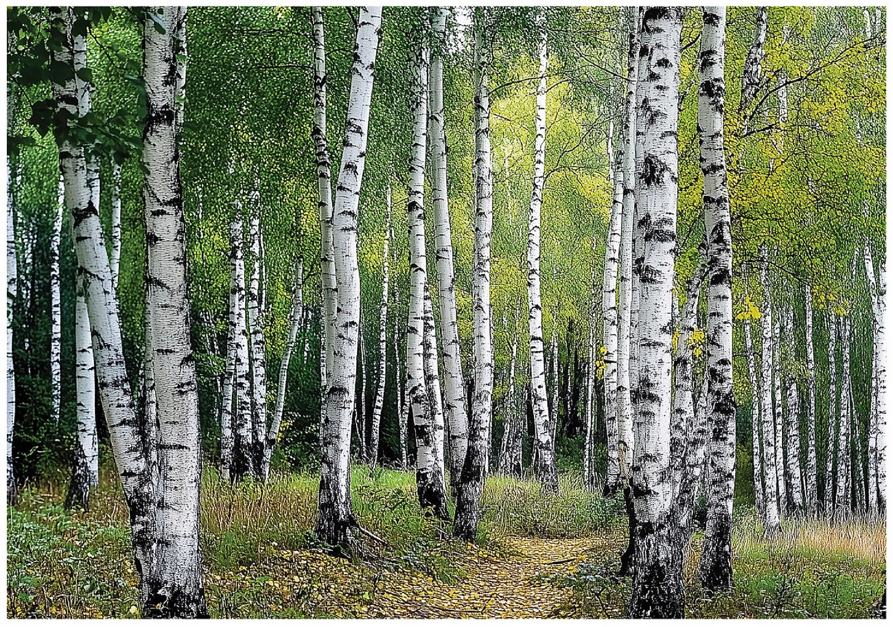 3D wall mural birch forest trees bedroom living room wallpaper non-woven