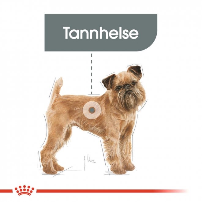 Royal Canin Dental Care Mini Adult tørrfôr til hund