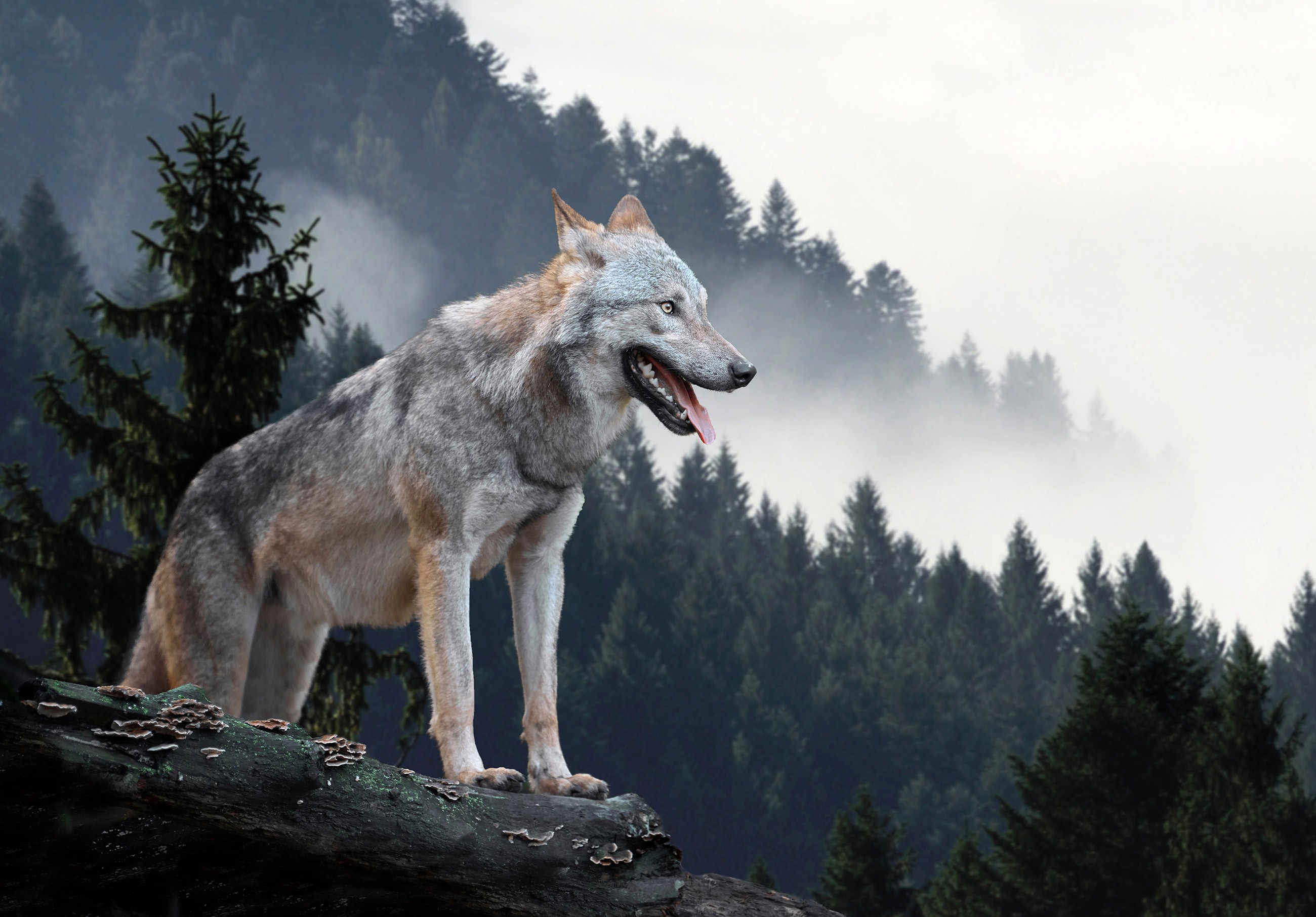 Large canvas painting of wolves in a foggy forest