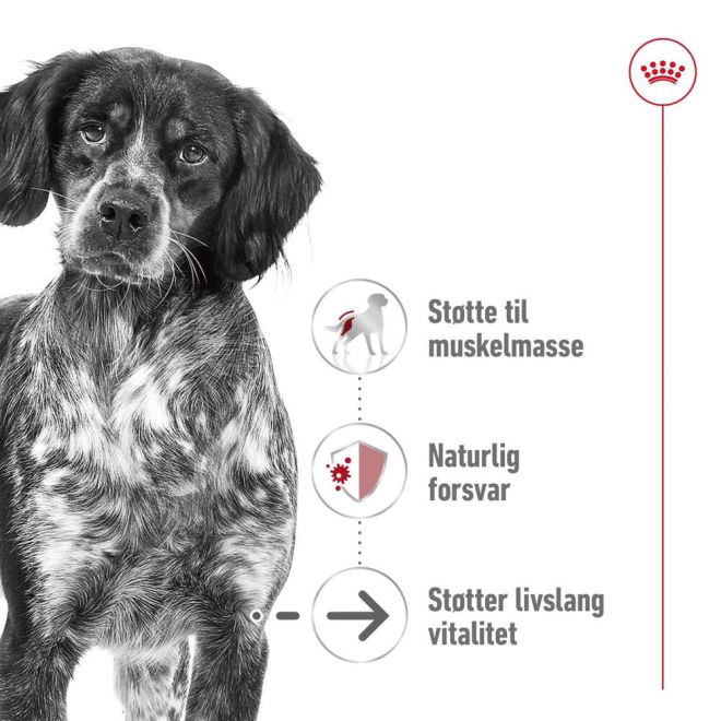 Royal Canin Medium Ageing 10+ tørrfôr til hund
