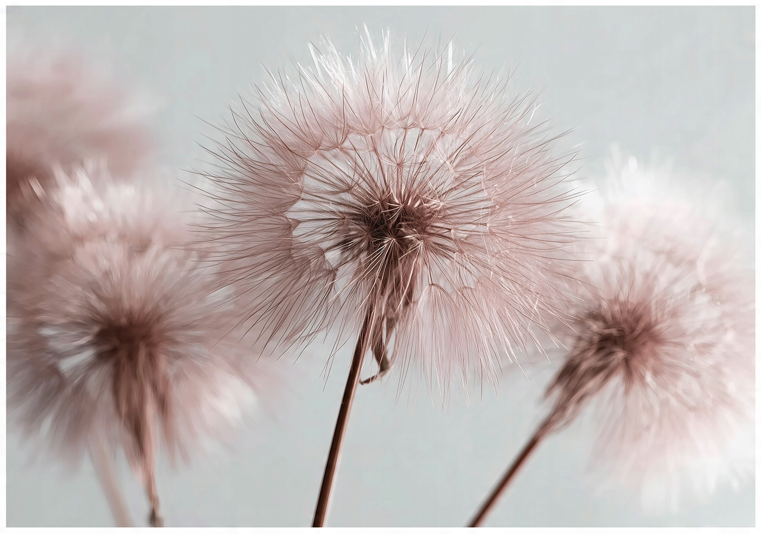 Boho Nature Pink Dandelion Wall Mural for the Bedroom or Living Room