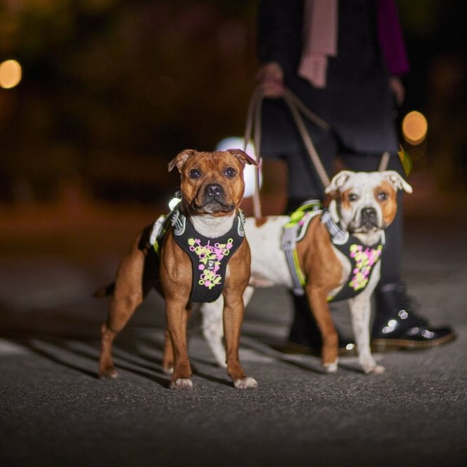 Hurtta Weekend Warrior Hundesele, Neon & Sort