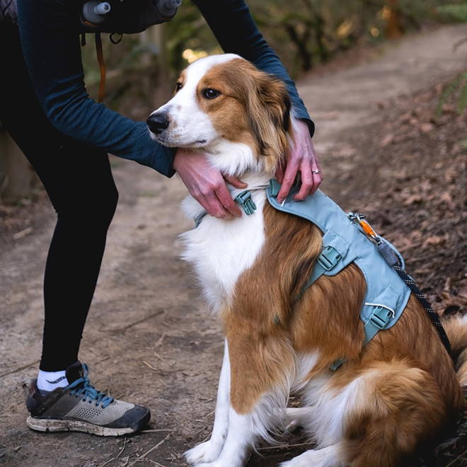 Ruffwear Web Master Hundesele Turkis