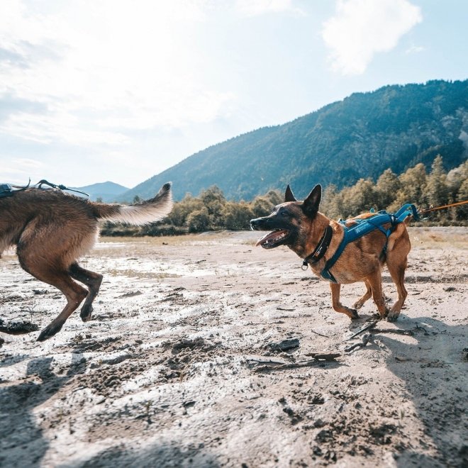 Non Stop Dogwear Freemotion Trekksele 5.0, turkis