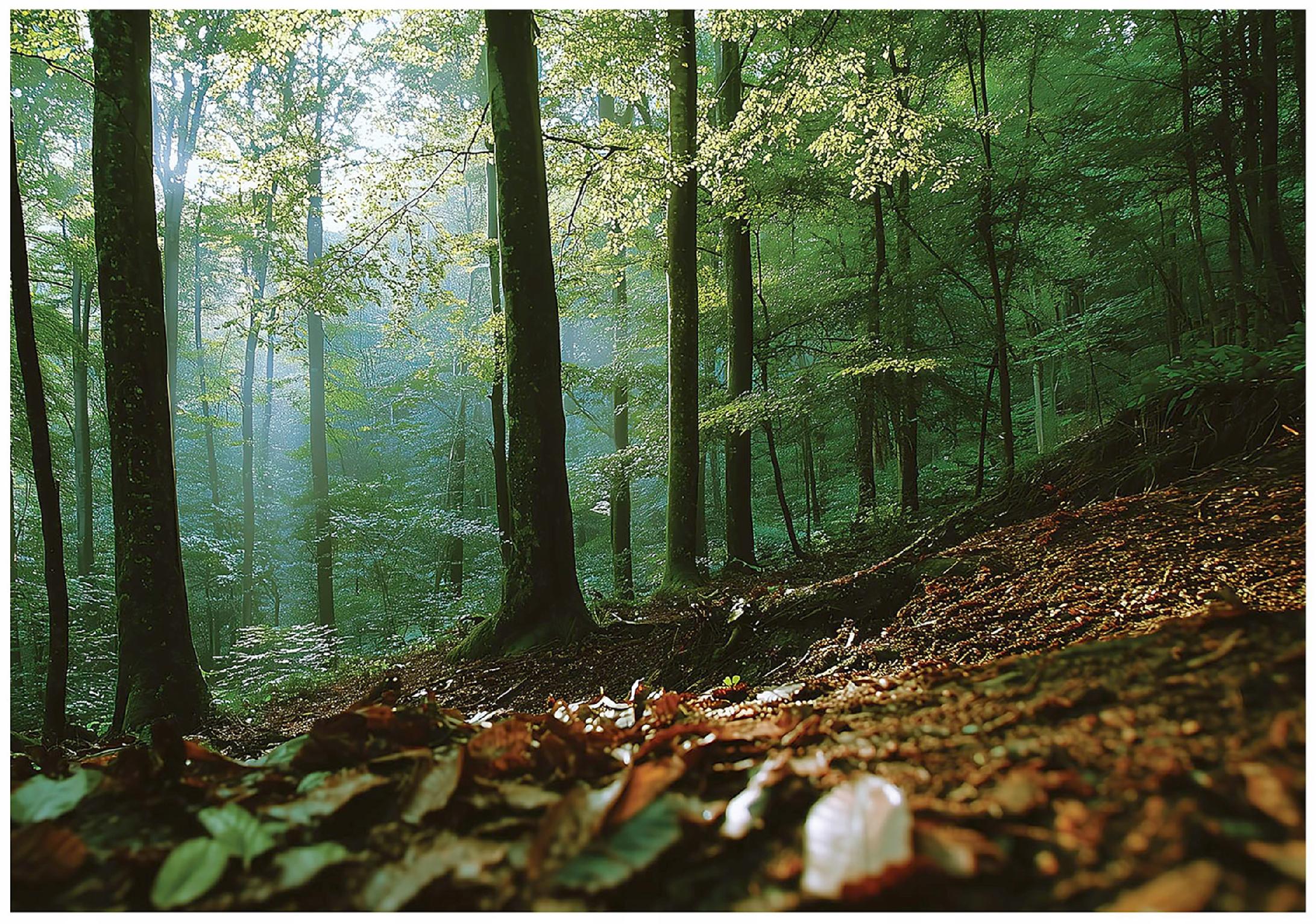 3D forest wall mural, nature, trees, landscape, for bedroom or living room,