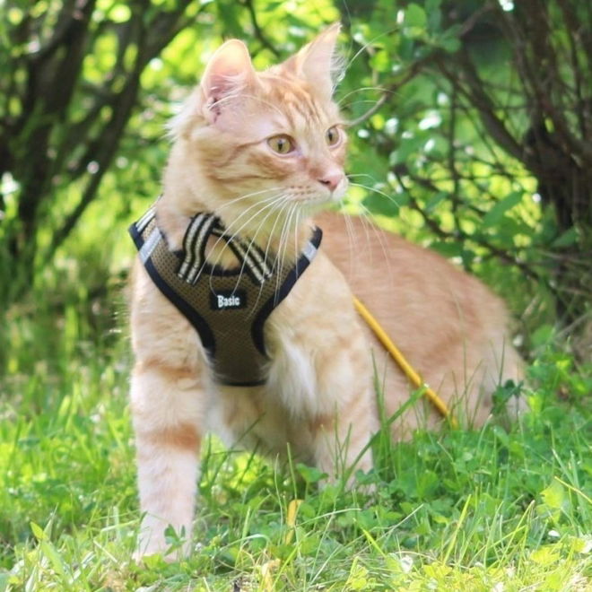 Basic Cat Sporty Kattesele Beige