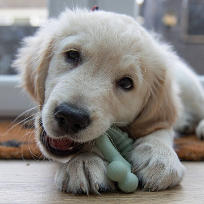 Nylabone Puppy Tactile Tyggering Kylling S