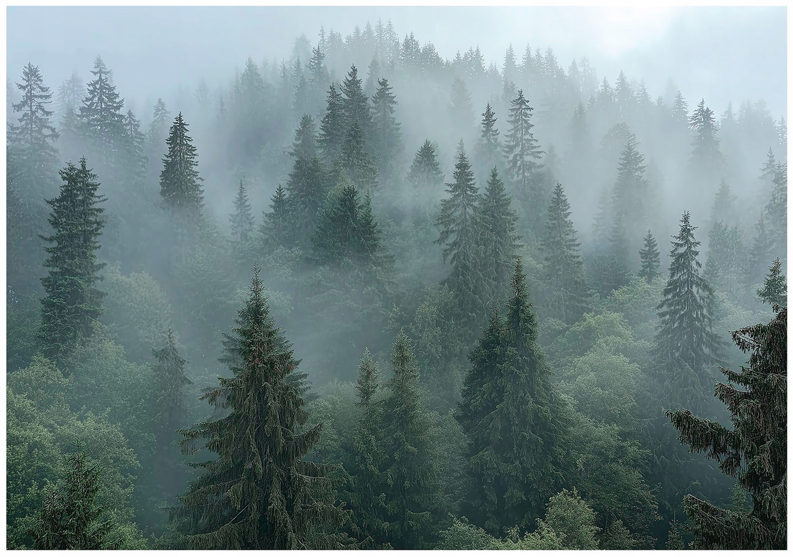 Wall mural forest in fog trees 3D nature for bedroom living room wall