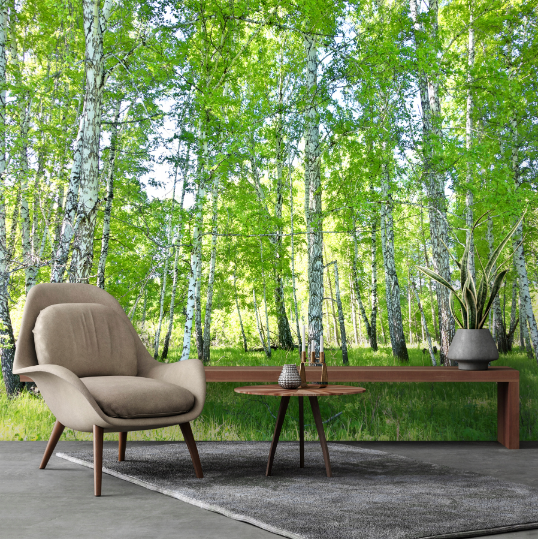 Birch Forest Wall Mural, Living Room, Bedroom, Wallpaper, 400x280
