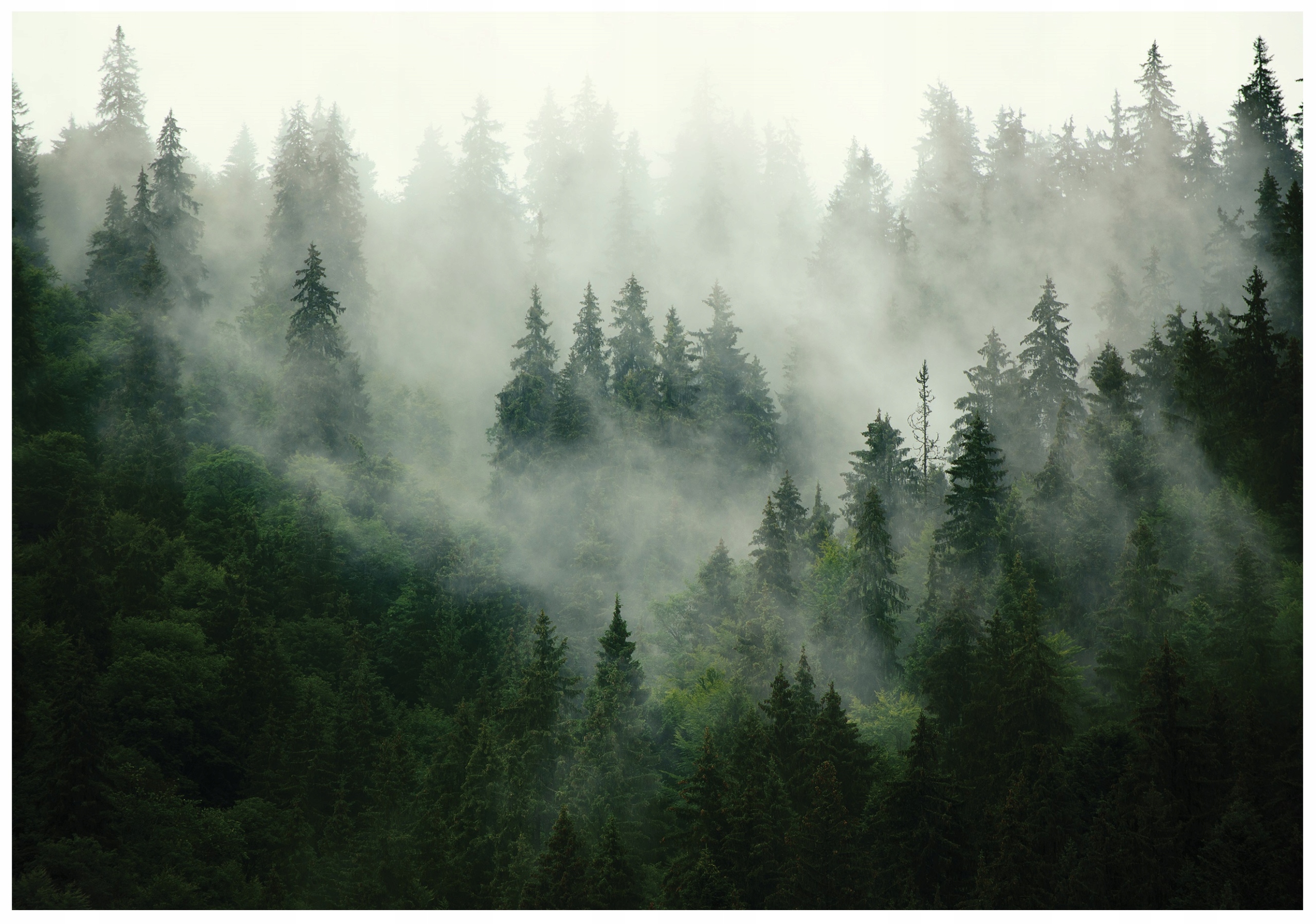 Forest in the fog wall mural for bedroom or living room, non-woven wallpaper,