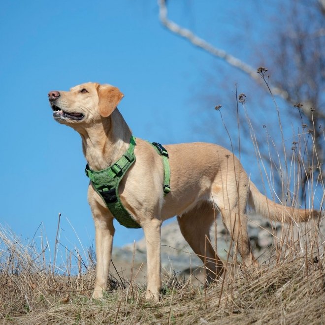 Feel Active Training Hundesele Grønn
