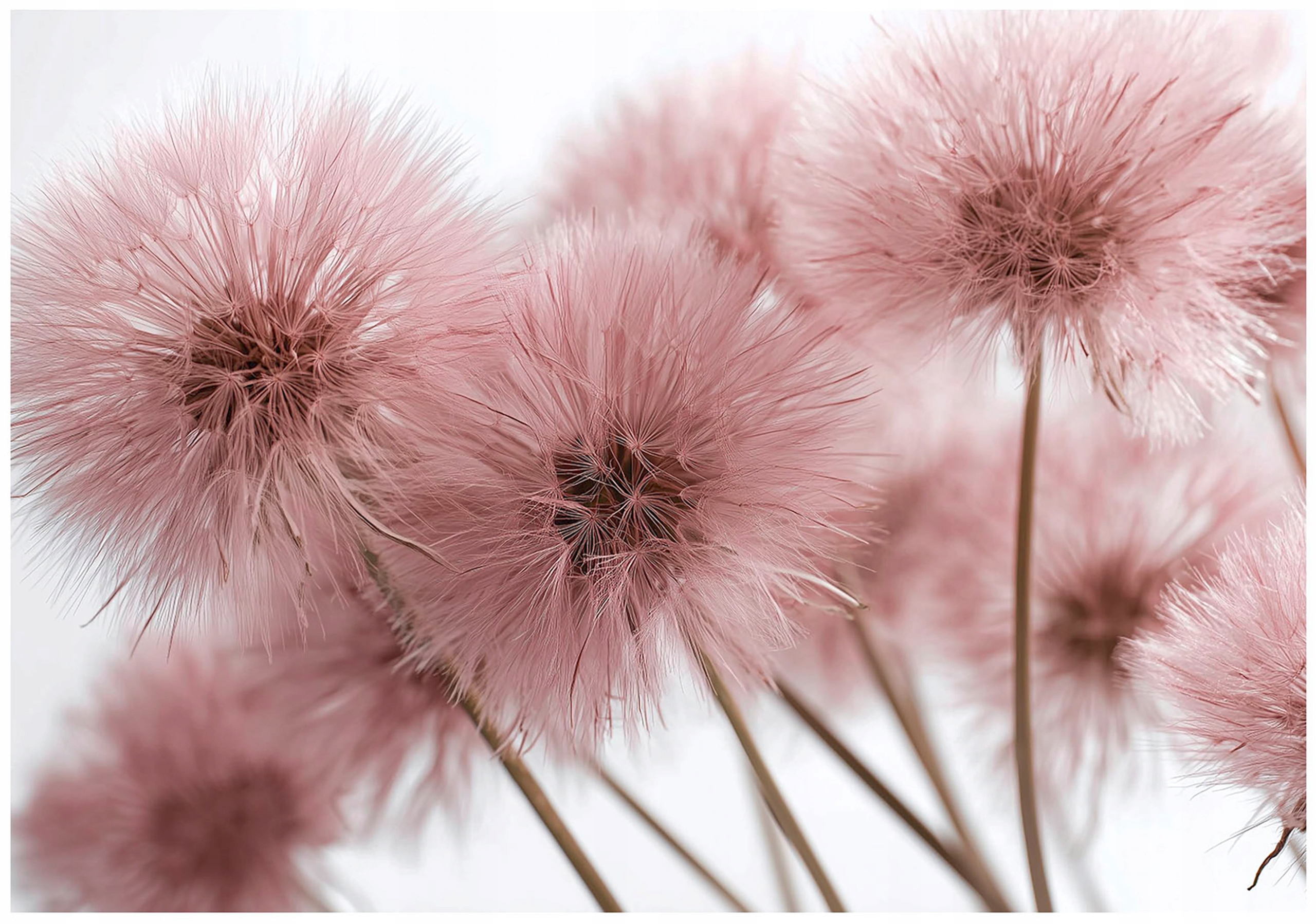 Pink Dandelion Nature 3D Wall Mural for the Bedroom or Living Room