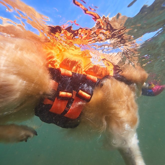 Non-Stop Dogwear Protector Redningsvest til hund, Oransje & Svart