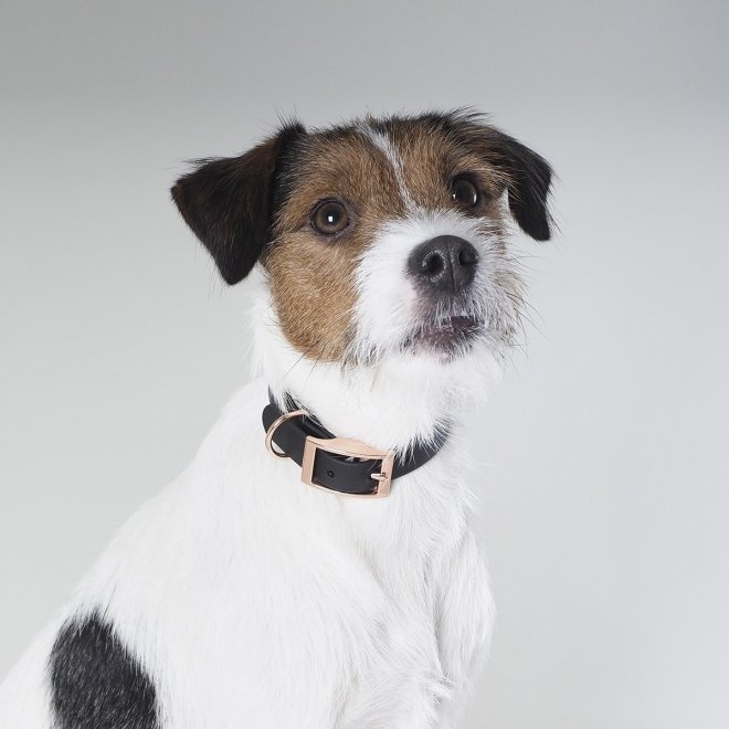 Tyylivoitto Classy Hundehalsbånd Liten Modell, Svart