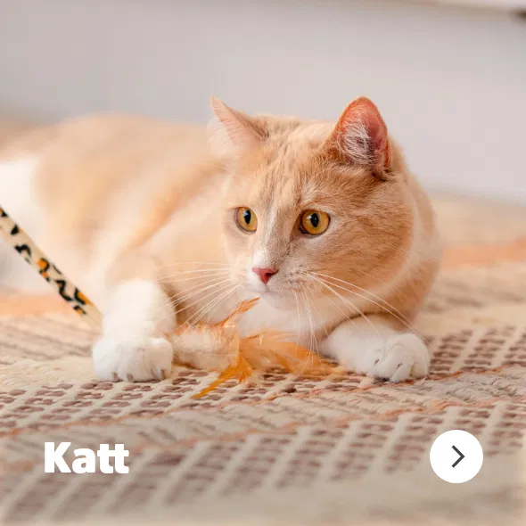 Katt