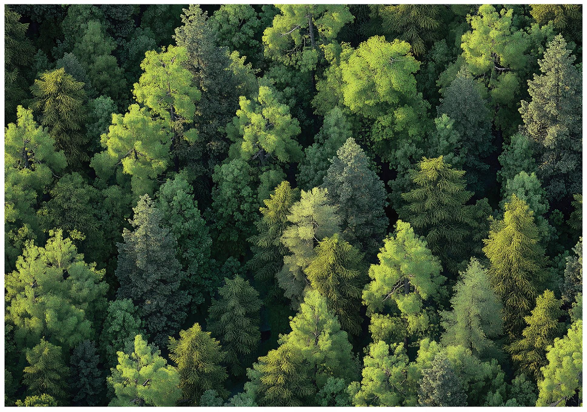 Wall mural forest trees nature bedroom living room wallpaper non-woven