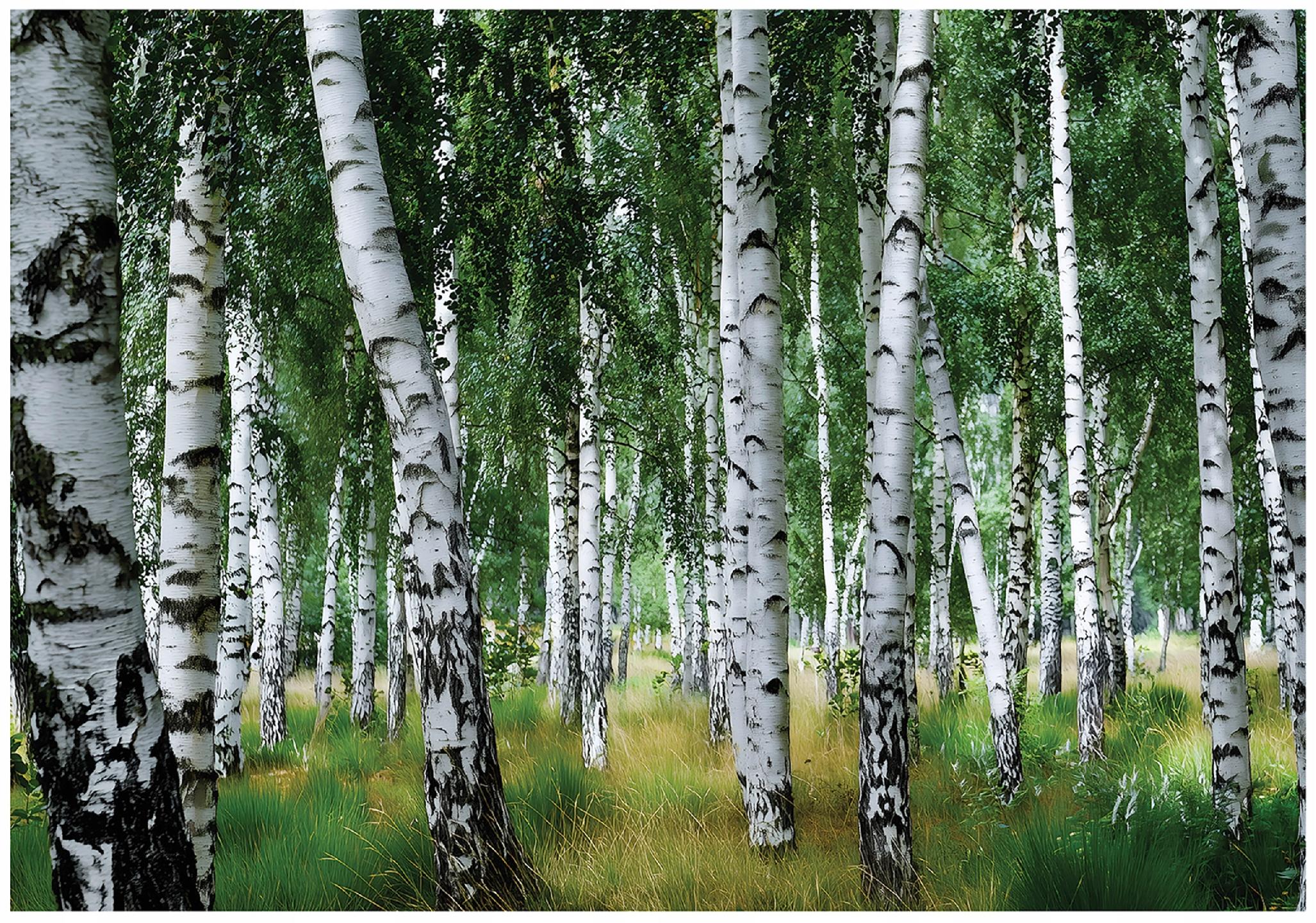 Birch forest nature wall mural for bedroom or living room
