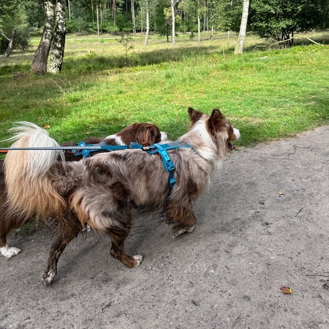 Non Stop Dogwear Line Hundesele 5.0, turkis