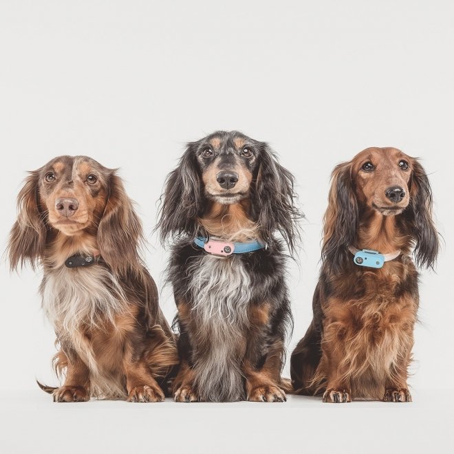 Tickless Mini Dog Elektronisk Flåttavviser