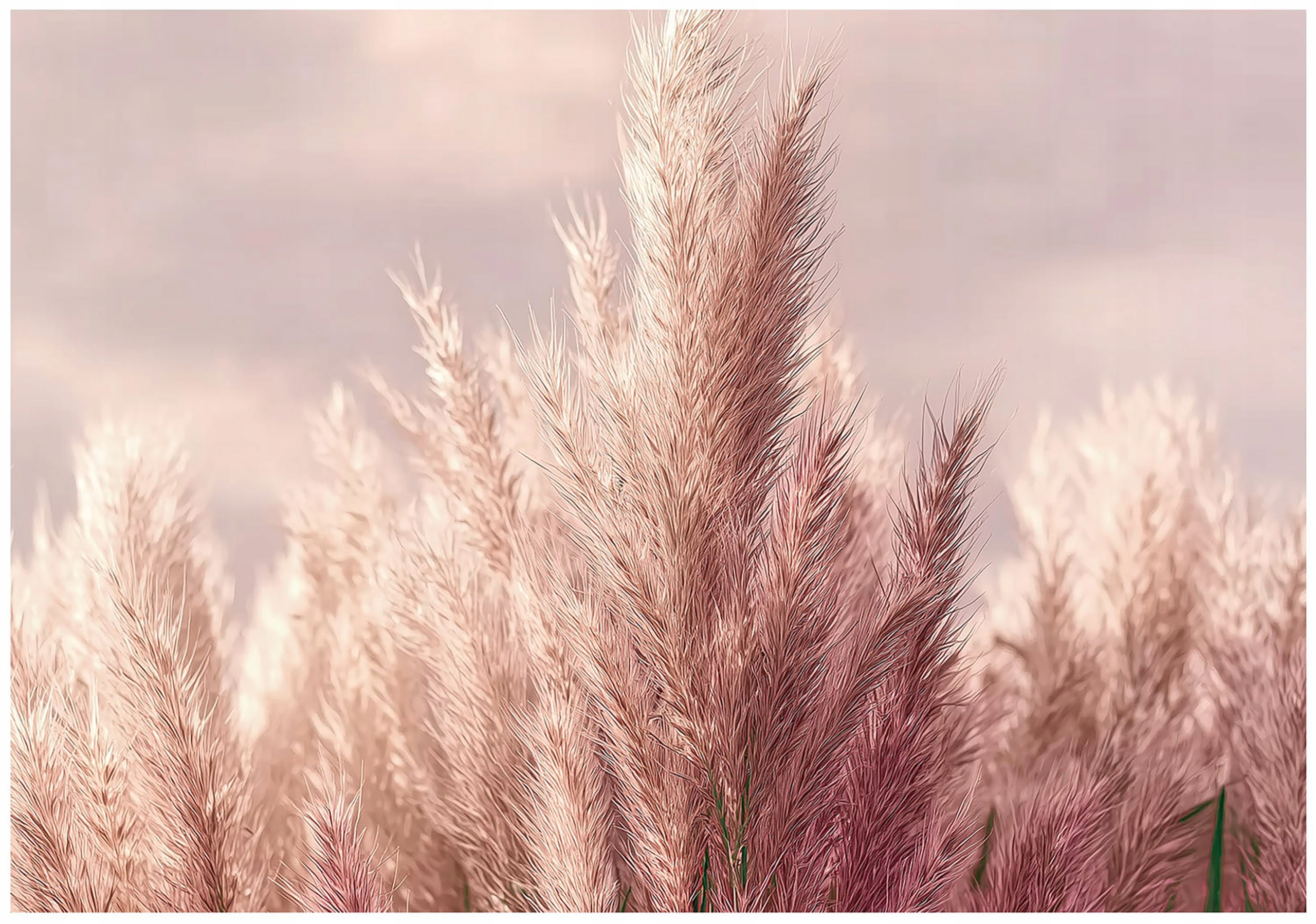 Pink Wheat Nature 3D Wall Mural for the Bedroom or Living Room