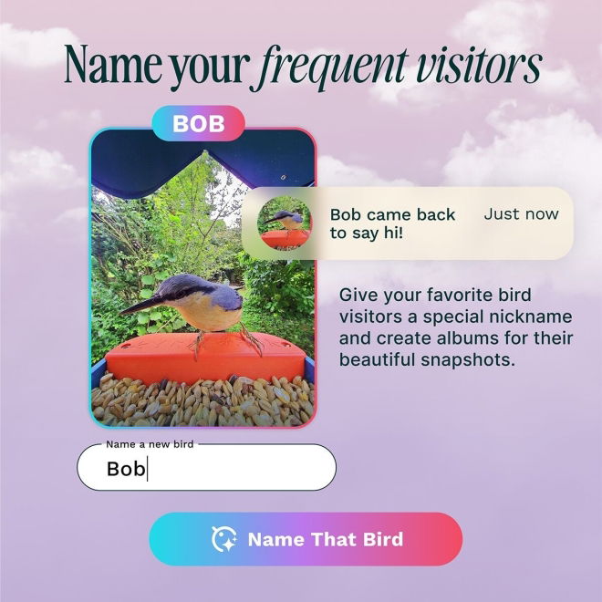 Birdbuddy Fôrautomat med Kamera Blå