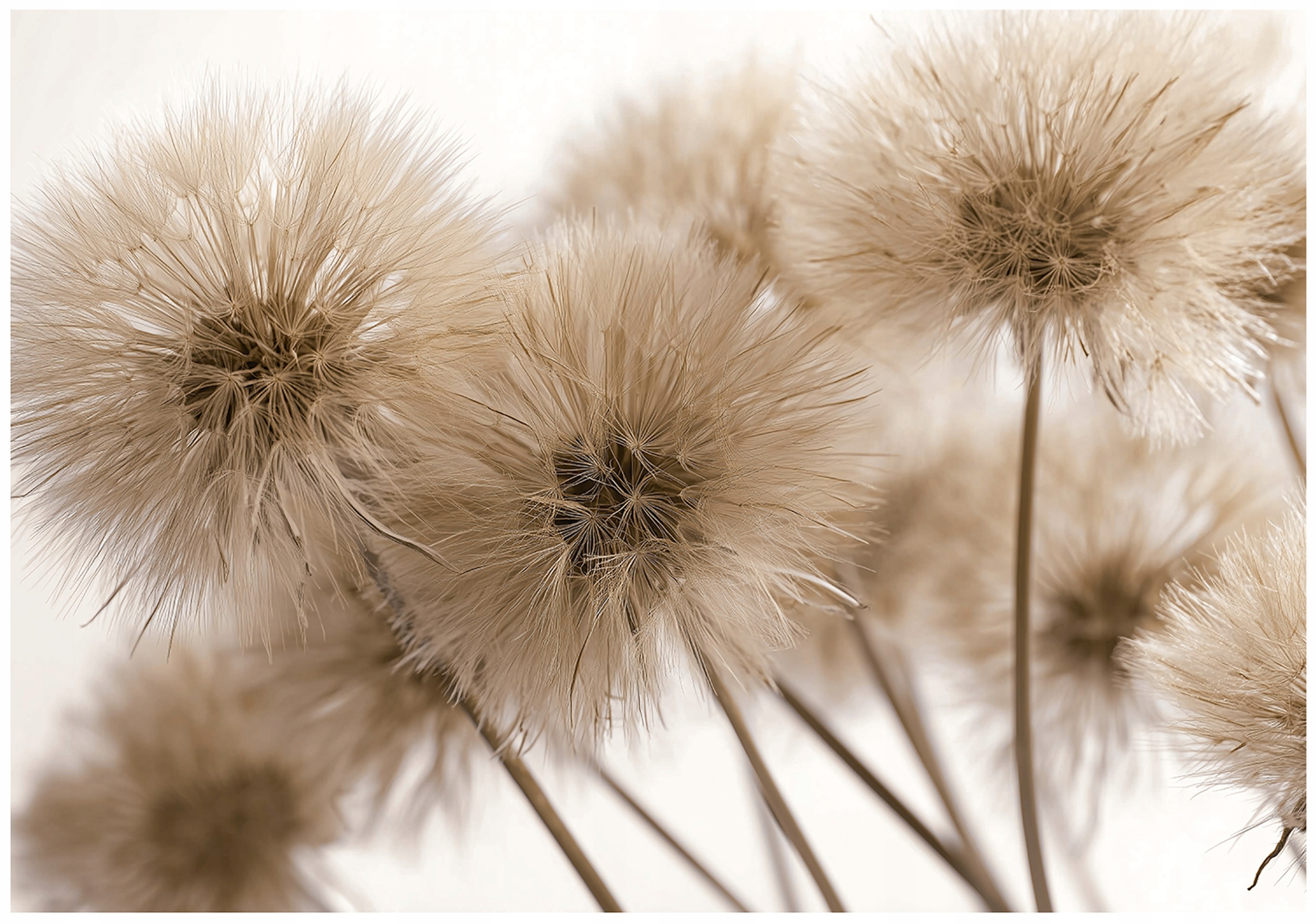 Boho Nature Dandelion Wall Mural, for the bedroom or living room, non-woven wallpaper