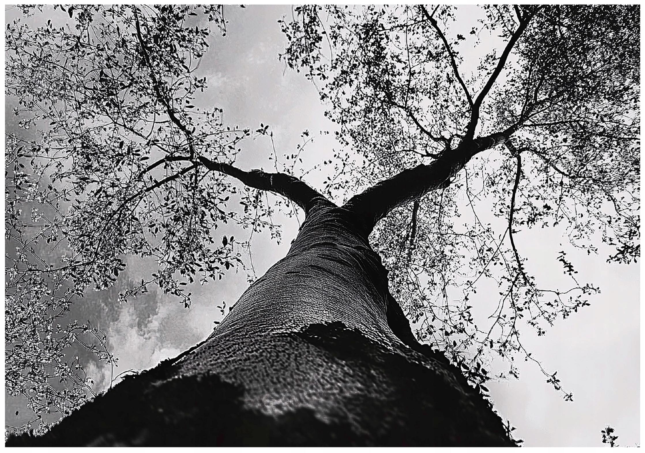 Black and white tree wall mural, forest, bedroom, living room, non-woven wallpaper,