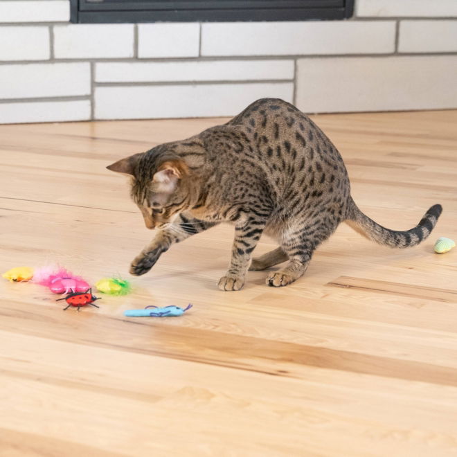 Catstages Cute As A Bug leker 6-pk