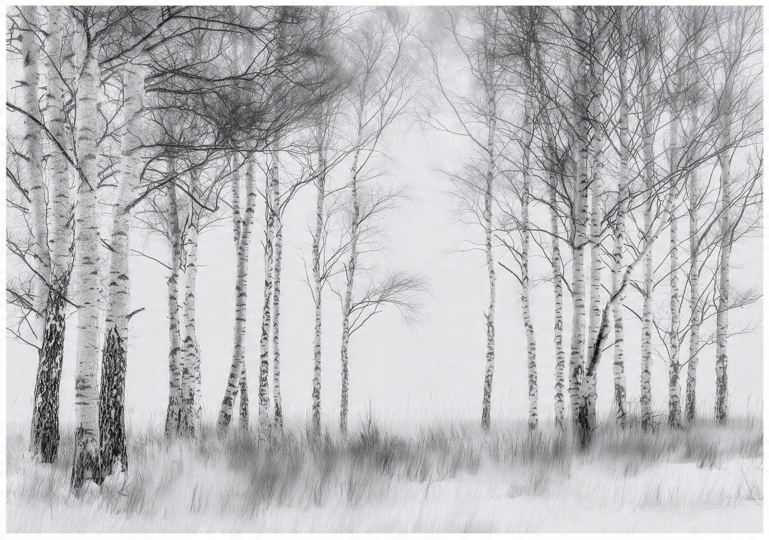 3D black and white forest wall mural with trees for bedroom or living room wall,