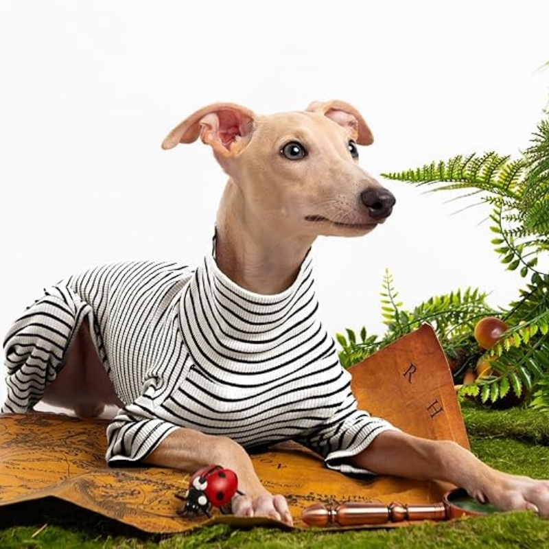 Cute Paw Dress Collection