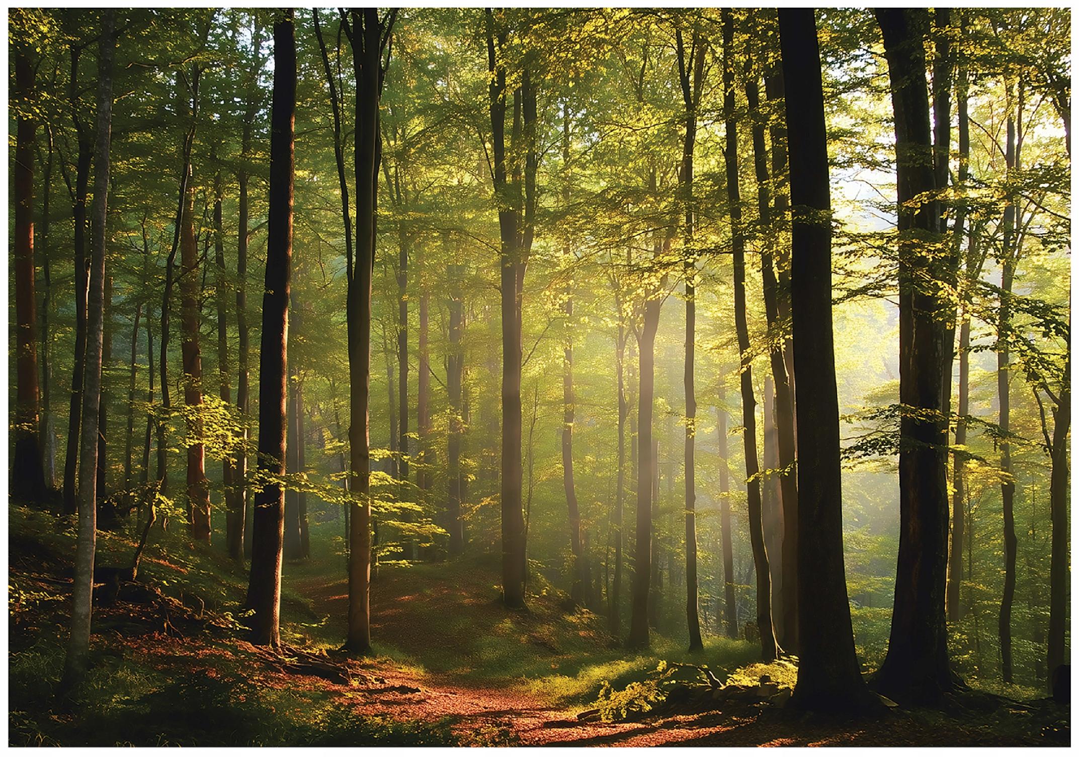 Wall mural forest Sunny trees nature for bedroom living room wall