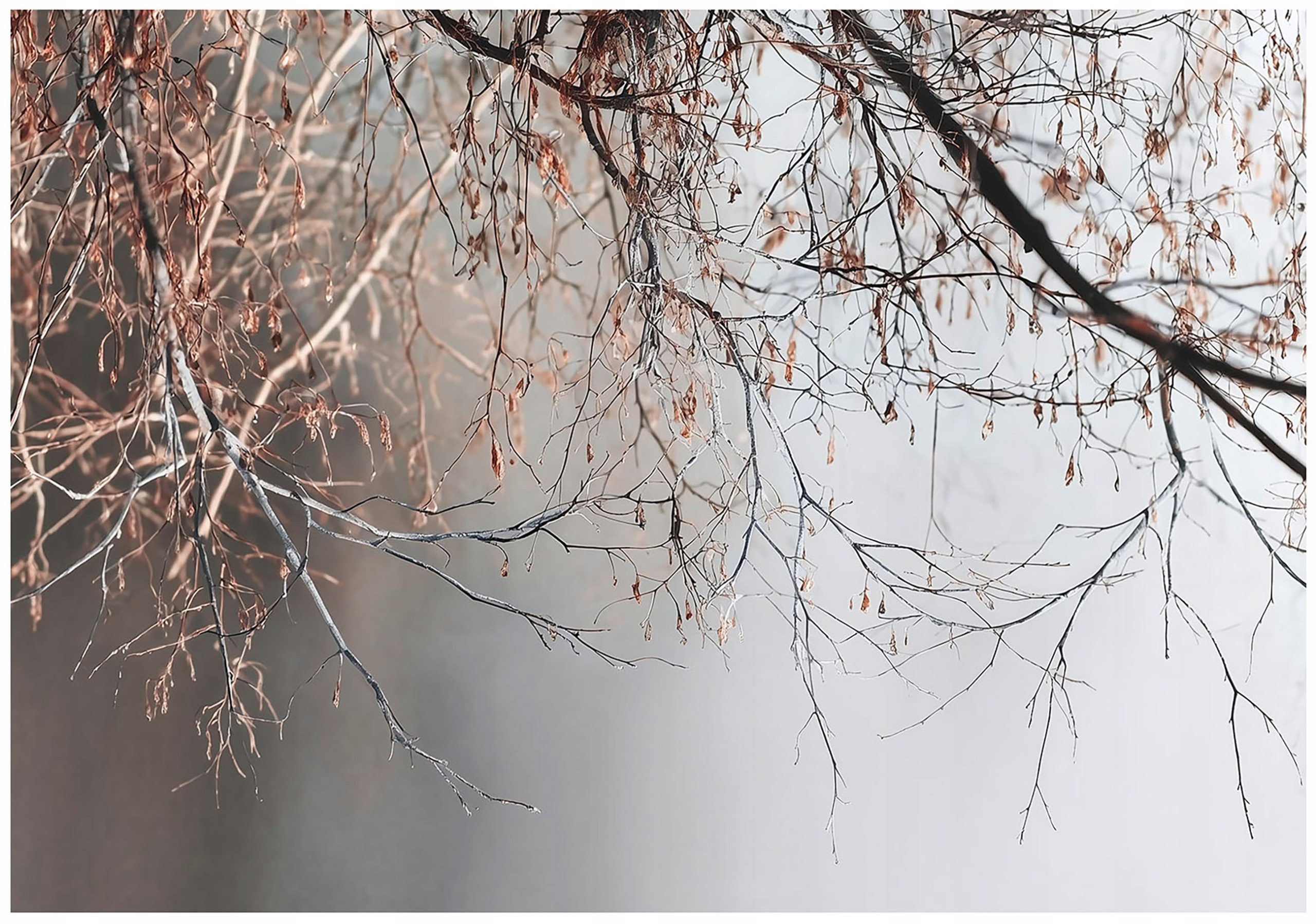 Gray nature wall mural featuring concrete branches for the bedroom or living room