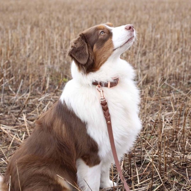 Tyylivoitto Classy Hundehalsbånd, Brun