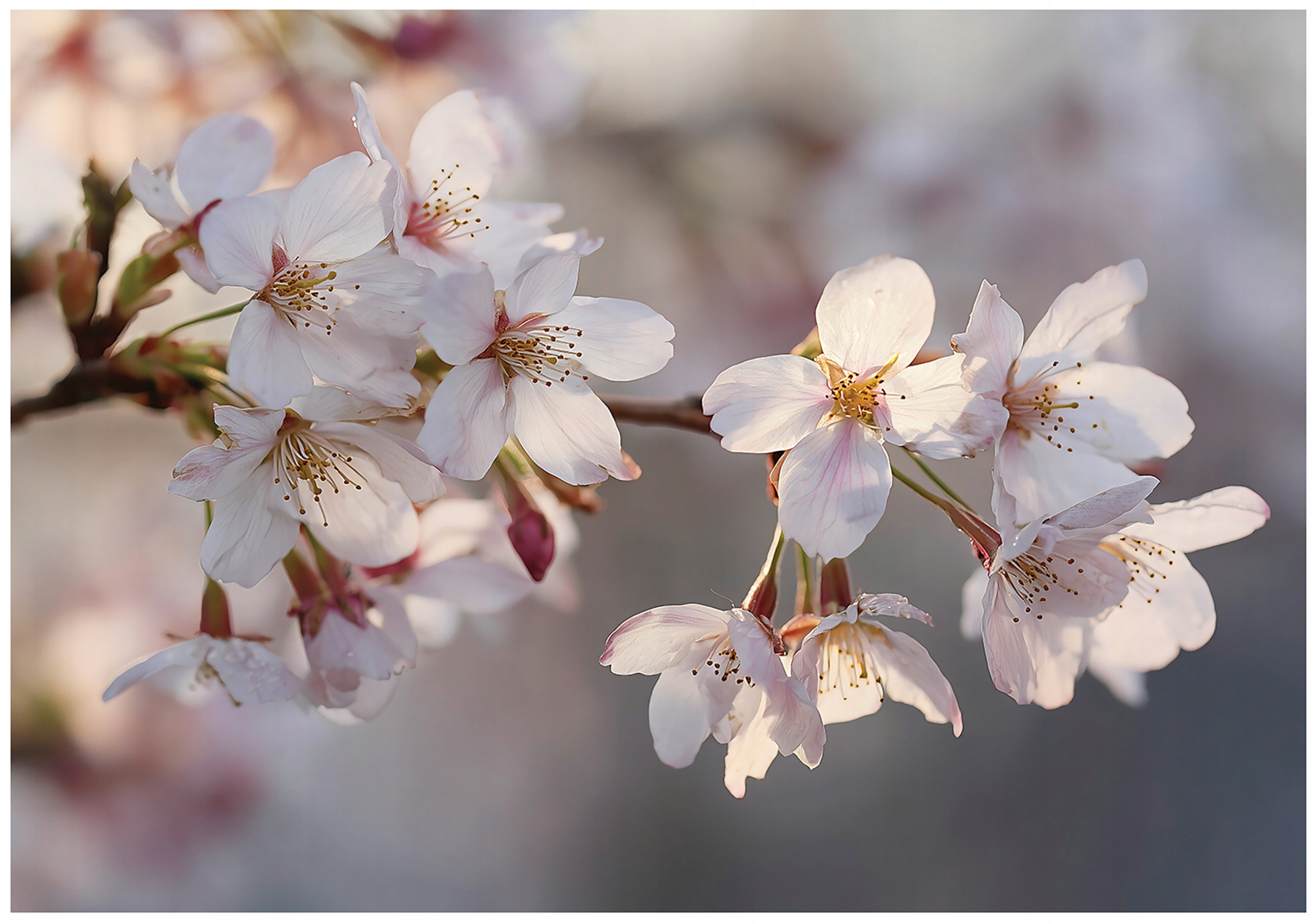 Cherry Blossom Wall Mural, Nature, Bedroom, Living Room, Non-Woven Wallpaper,