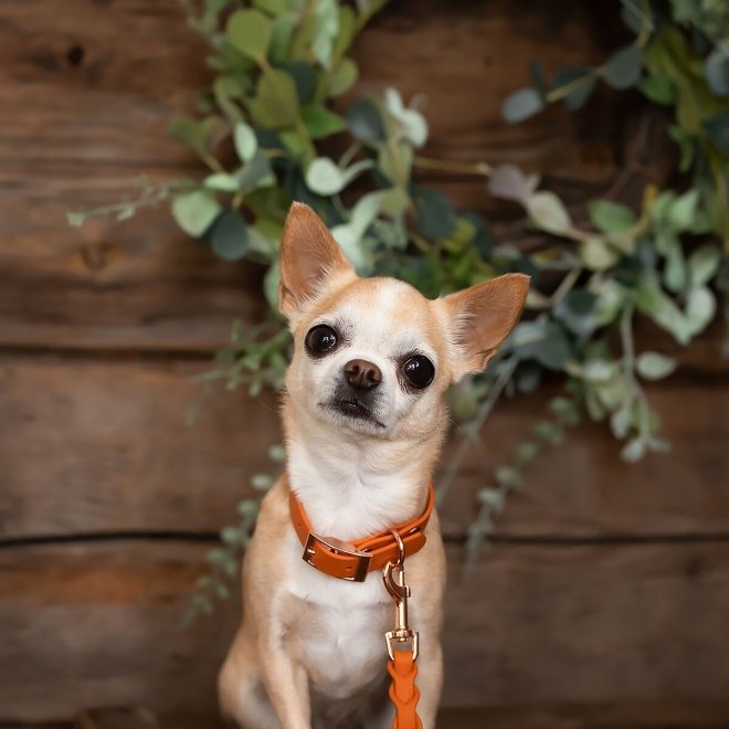Tyylivoitto Classy Hundehalsbånd Liten Modell, Oransje